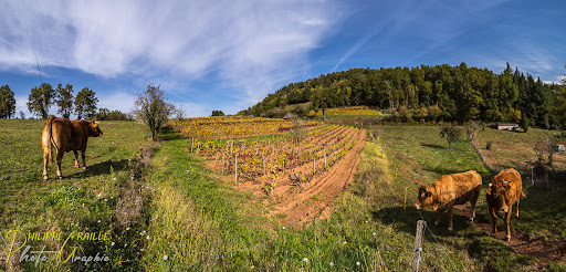 Vignoble de Ceyrat - Thumbnail
