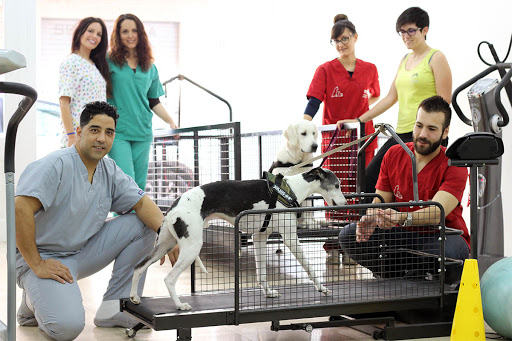 Clínica Calzada Veterinaria Y Rehabilitación