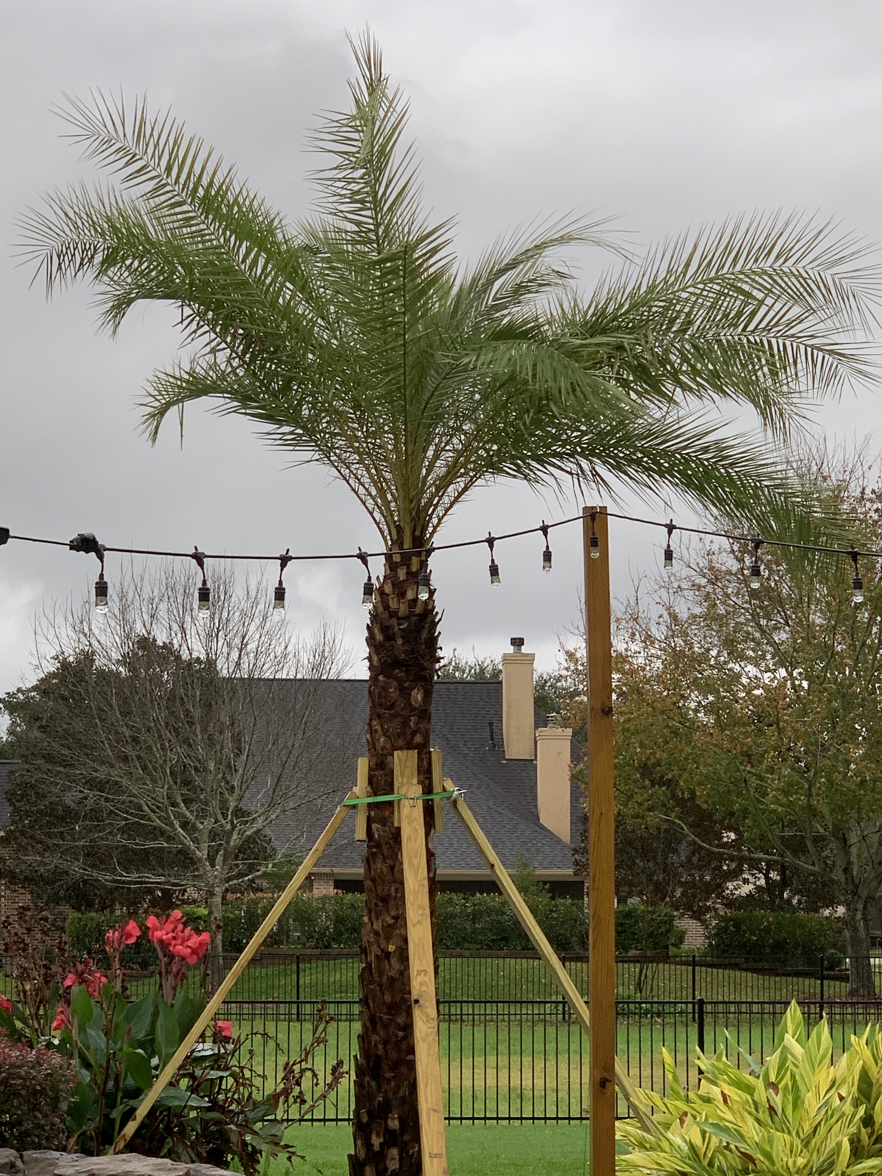 Palm Professionals Tropical Nursery #1