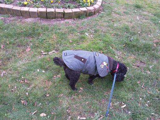 Sandie bonheurs de la Limagne - Garde d'animaux - Thumbnail
