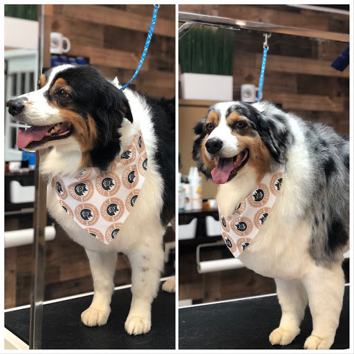 Starpups - Visual