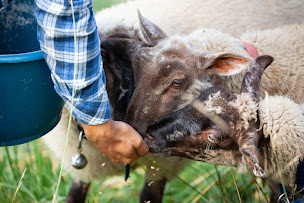 Photo n°6 de Ferme du Higas à Montbernard (Ferme)