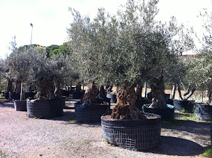 Photo n°24 de POUSSE-CLANET Espaces Verts - Pépinière & Jardinerie Lattes, Montpellier à Lattes (Pépiniériste en gros)