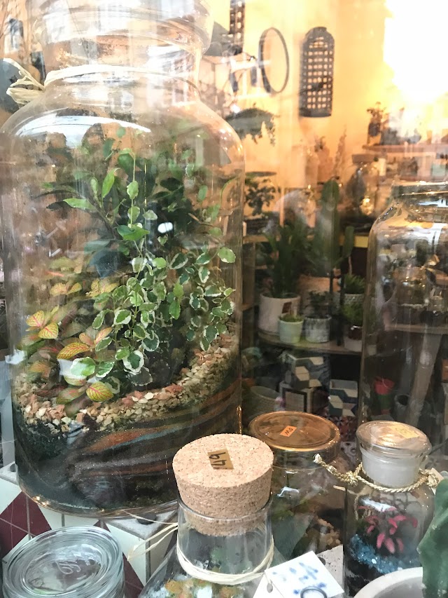 ADELAIDE AVRIL TERRARIUM