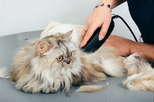 Pet grooming service started at your favourite store huge discount of grooming service post image