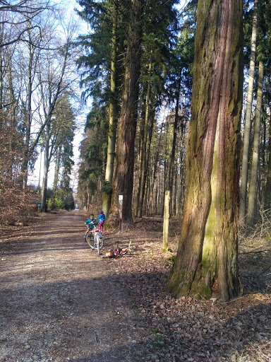 Mammutbäume Ulm - Thumbnail