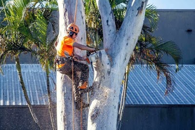 Photos of Tree Lopping Logan Co