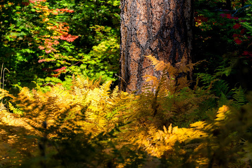 Metolius Preserve
