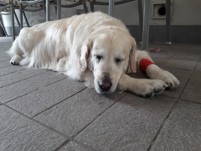 Photos of Ambulatorio Veterinario Dott. Silighini Christian