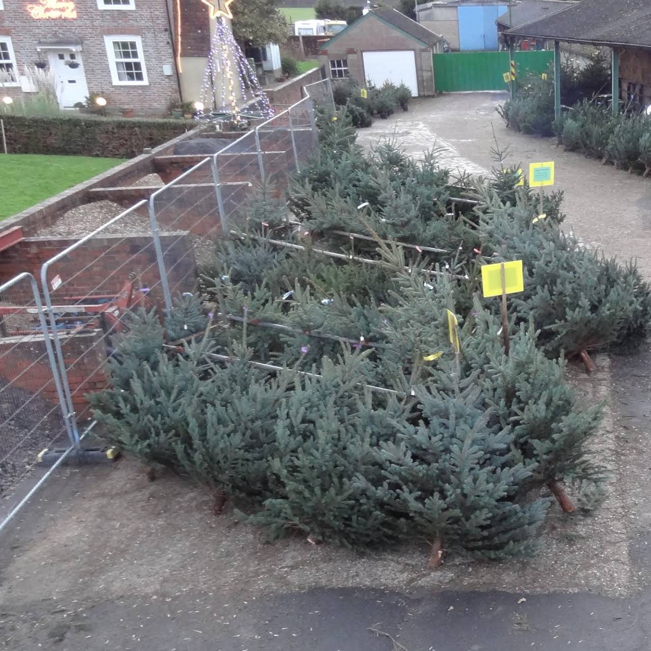 M Grant Christmas Trees Uckfield - Real Christmas Trees For Sale Uckfield | Formerly at Cysleys ...