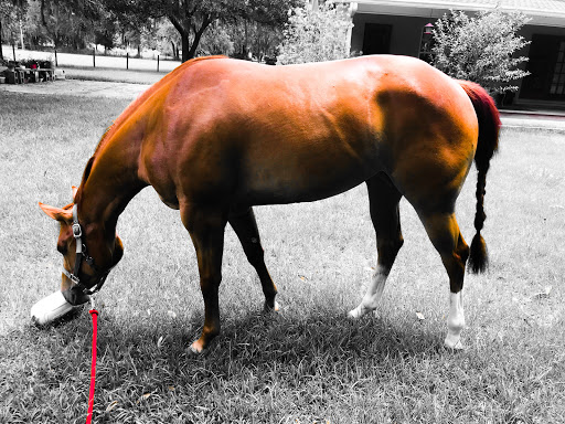 Russell Equine Sports Medicine