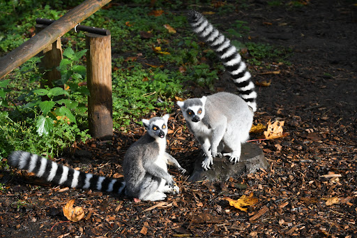 Hoo Zoo and Dinosaur World - Thumbnail