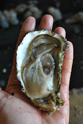 Photo n°21 de Huitres Rouzières à Loupian (Ferme d'aquaculture)