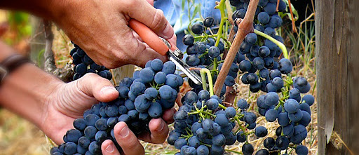 CAVECOSTE - Thumbnail