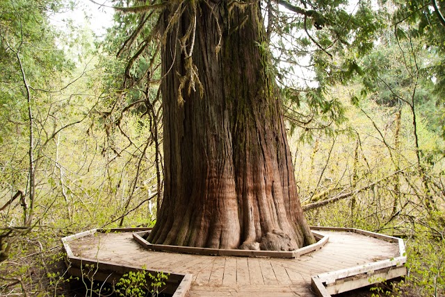 Grove of the Patriarchs Trail