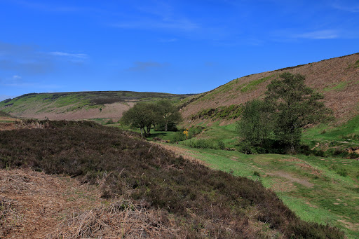 Sheepwash - Visual