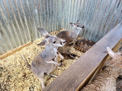 Newport Discovery Zoo