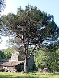 Photo n°35 de Arbrévolution élagage et paysage à Saint-Laurent-du-Pont (Service d'élagage)