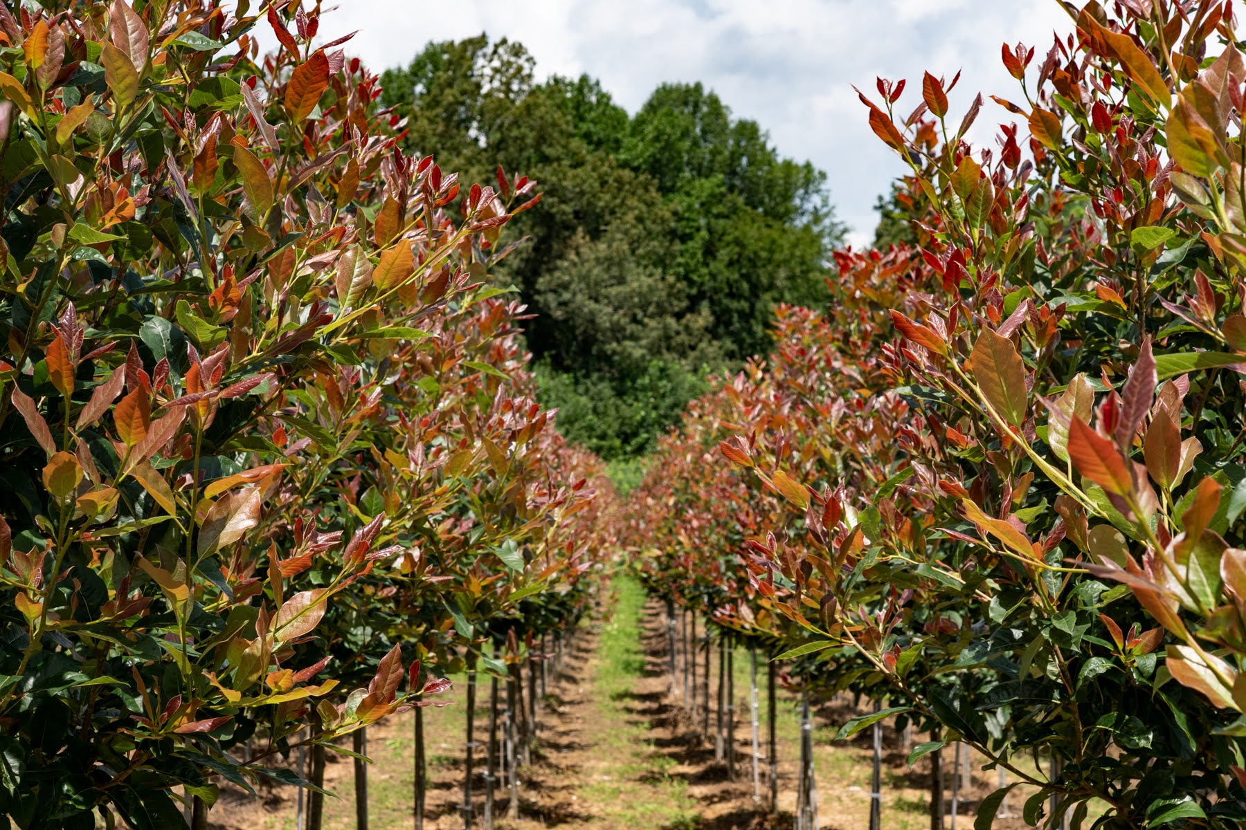 Bob Young's Nursery