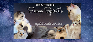 Photo n°2 de Chevrefeuille à Serraval (Éleveur de chats)