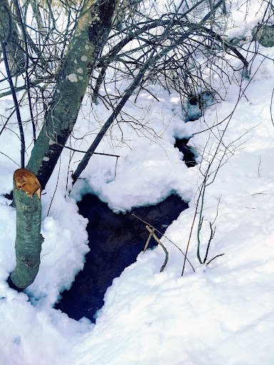 Sewall Woods - Thumbnail