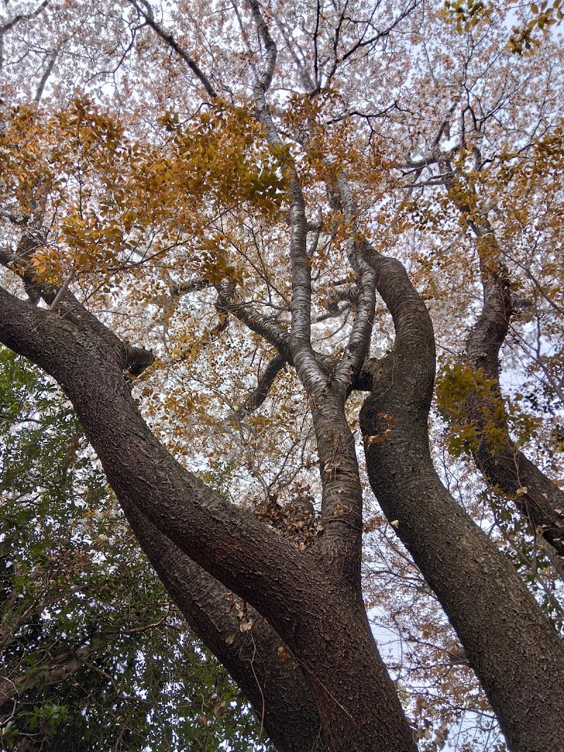 いのこ野/旧猪子家住宅