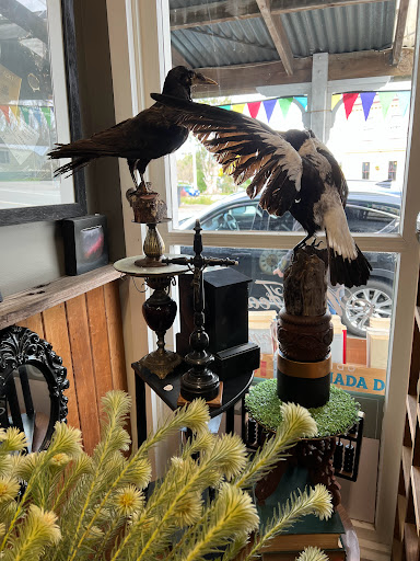 Mr Feather's Den Gallery - New Zealand