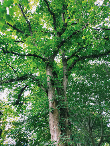 Fitzherbert Park - Thumbnail