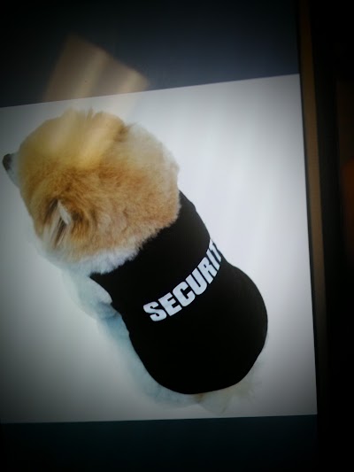 Photos of Little Puppies Online