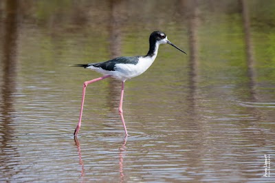 Kealia Pond National Wildlife Refuge