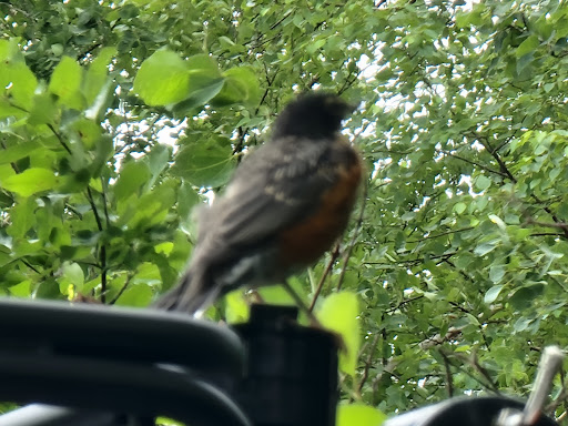 Square Pond Park - Thumbnail