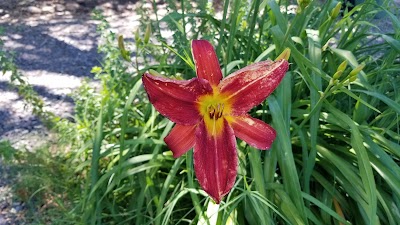 Orchard Manor Community Garden