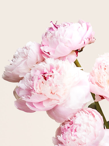Bloomy Days - Visual