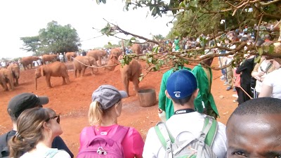 Photos of David Sheldrick's Elephant Orphanage