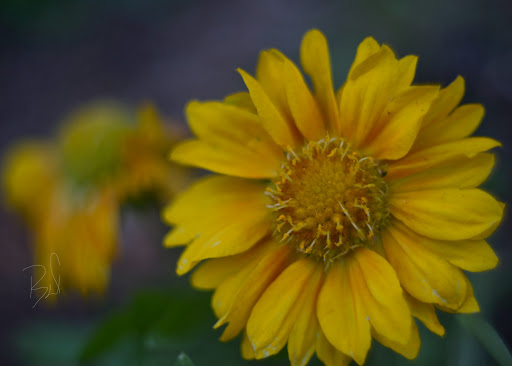 Clocktower Garden - Visual