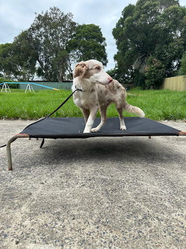 Elite Performance K9 - Thumbnail