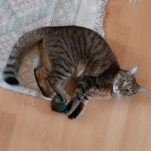 Hauskatze