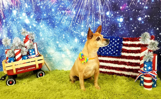 Cosmic Canines Pet Salon & Spa - Thumbnail
