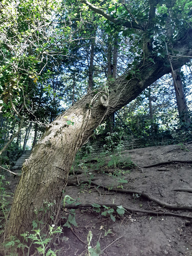 Badsey Lane Nature Reserve - Thumbnail