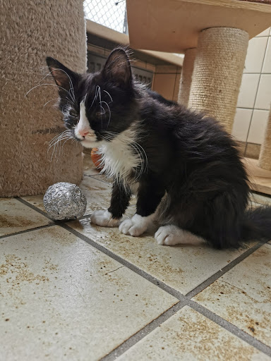 Dierenasiel Waalwijk e.o - Thumbnail
