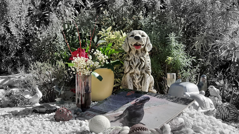 Sena Valencia Crematorio- Cementerio de animales - Atencion 24 horas