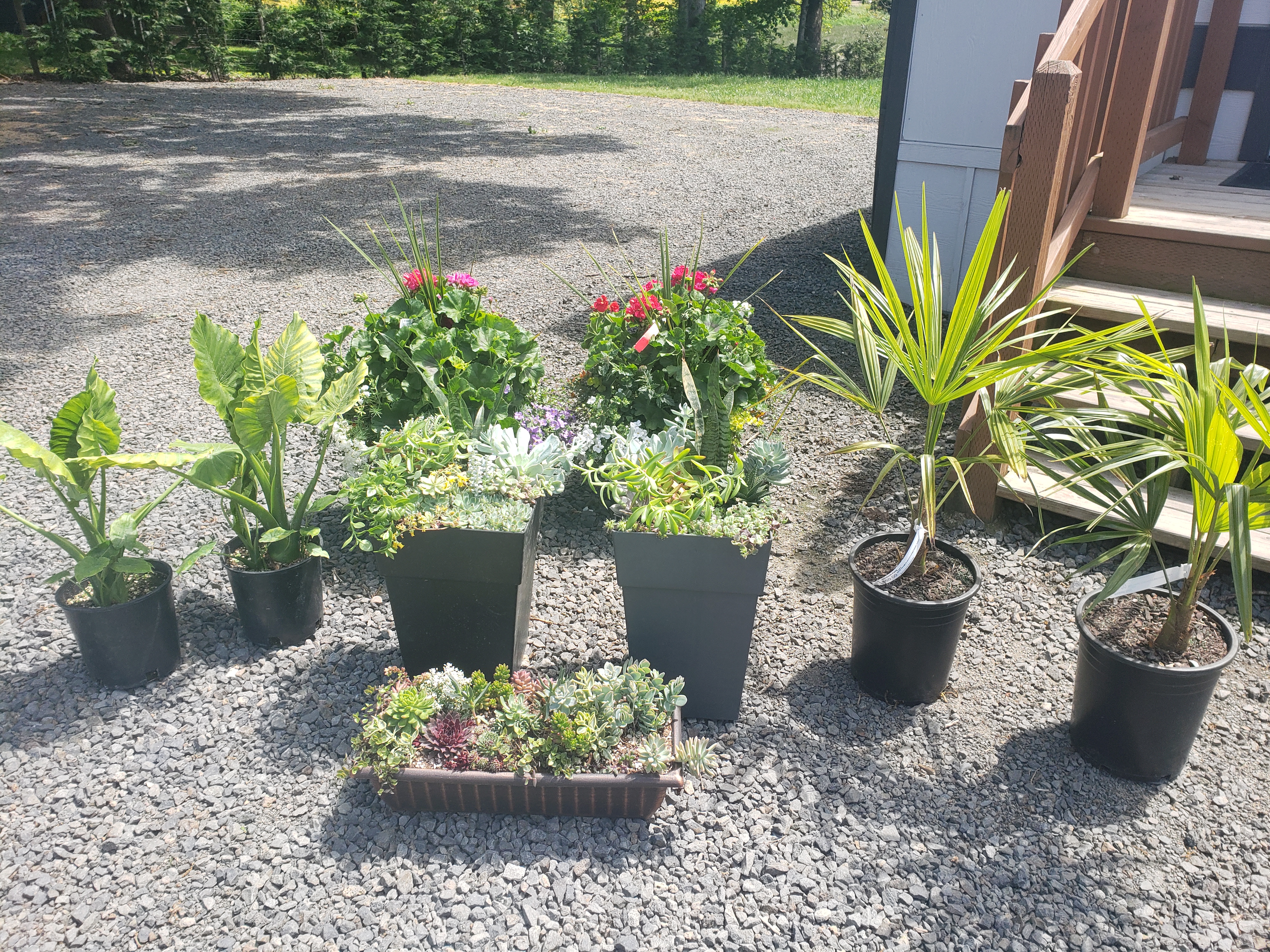 Kamis Nursery Co