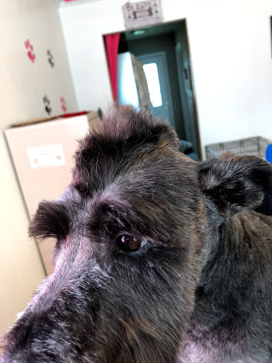 April's Grooming & Boarding - Thumbnail