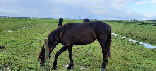 Boerderijcamping De Koaipleats - Thumbnail
