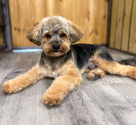 Photo n°16 de Instant Canin à Seignosse (Toiletteur)