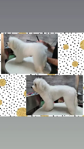 Tuttincoda - Toelettatura, Dog spa, Cibo e Accessori per cani e gatti, Crocchette cani e gatti, Grain free, prodotti BARF - Thumbnail