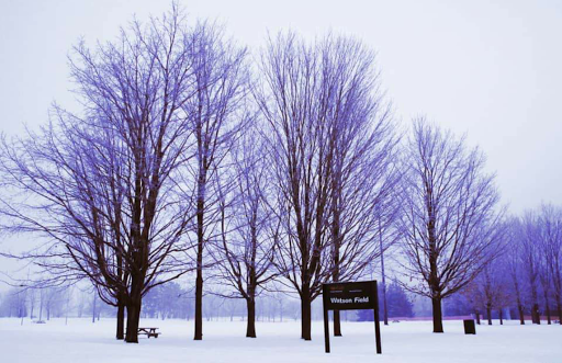 Watson Fields