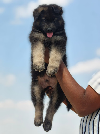 Top quality Long coat German shepherd puppies available in Lucknow... post image
