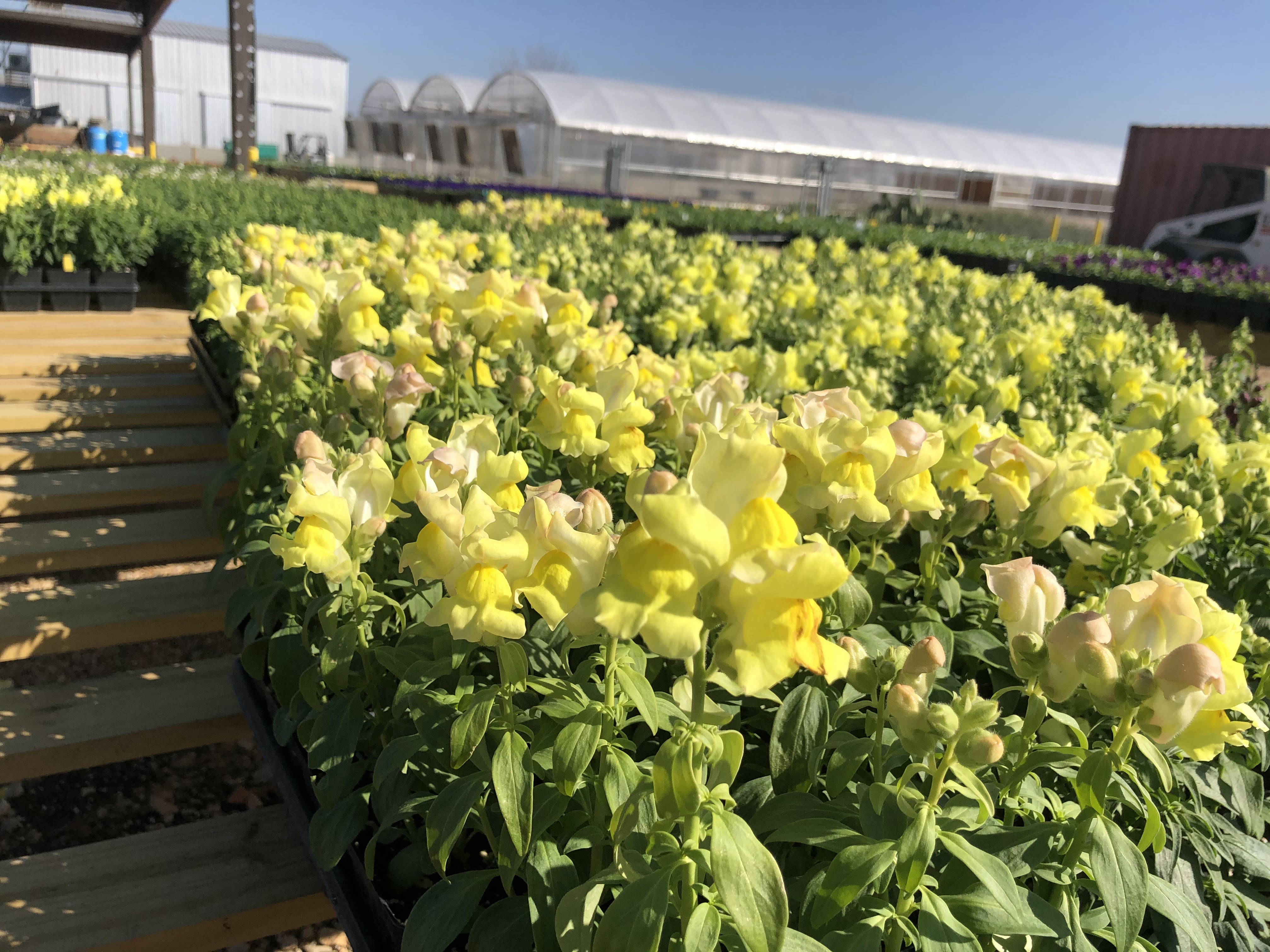 Casa Verde Farms, Inc.