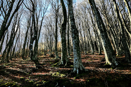 Parco del Serafino - Thumbnail